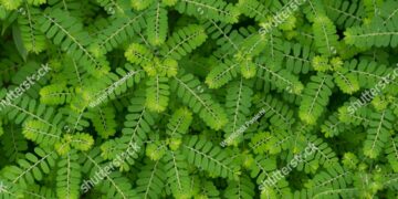 Etes-vous victime d’empoisonnement ? voici un remède infaillible avec cette plante pour se tirer d’affaire