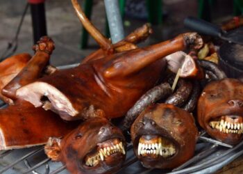 Cameroun : Un sous-préfet interdit la consommation des chats et chiens