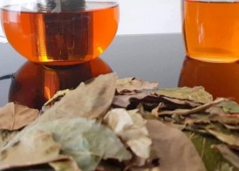 Kinkéliba: Découvrez les vertus exceptionnelles de cette plante africaine