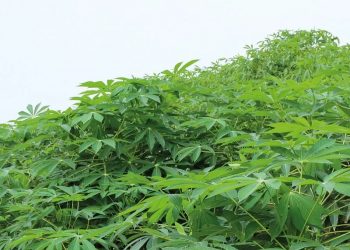 Santé: Découvrez les bienfaits des feuilles de manioc chez les femmes enceintes