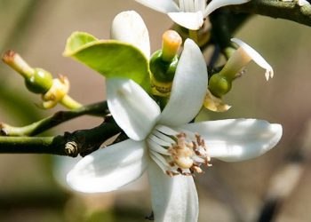 Bon à savoir: 04 vertus de la fleur d’oranger sur votre santé