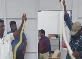 Incroyable: Une femme surprise avec 22 serpents et un caméléon dans un avion (vidéo)