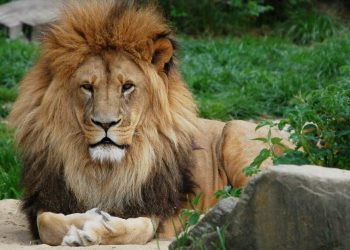 Triste: Le propriétaire d’un zoo dévoré par un lion alors qu’il lui apportait à manger, les faits