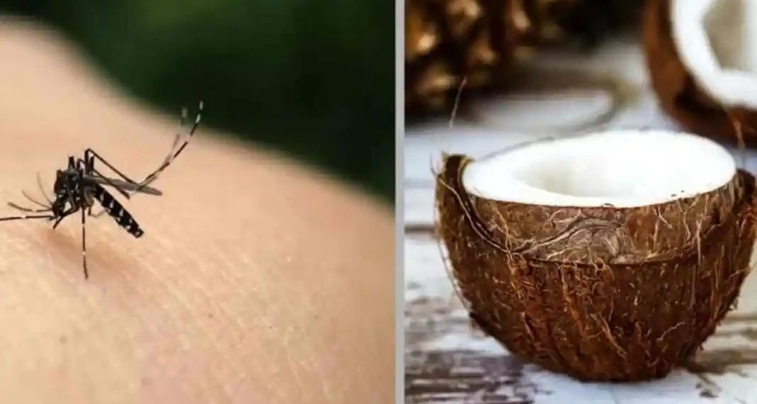 Bon à savoir: Découvrez cette nouvelle astuce de noix de coco pour se débarrasser des moustiques