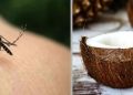 Bon à savoir: Découvrez cette nouvelle astuce de noix de coco pour se débarrasser des moustiques